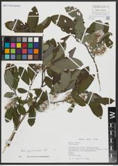 Foto von Salix appendiculata Vill.